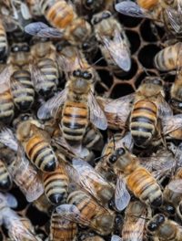 Backyard Beekeeping Gains Fans