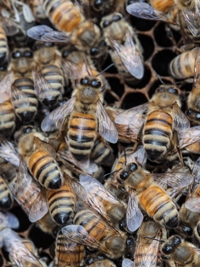 Backyard Beekeeping Gains Fans