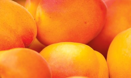 Revival’s Amy Murray Loves Apricots