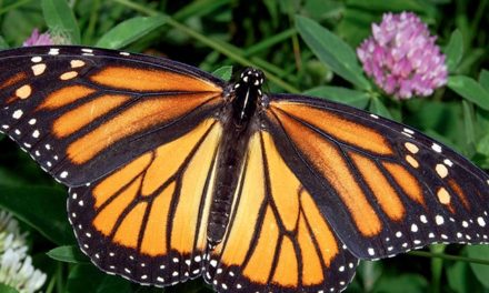 East Bay Backyards Become Butterfly Safe Havens