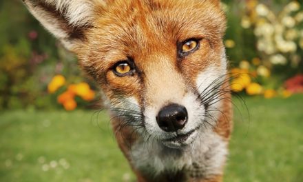 Foxes May Be Expanding Their East Bay Habitats