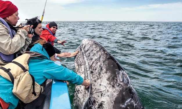 Winter Is Perfect for Whale Watching