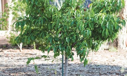 Think Small for Urban Orchards