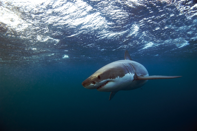 Great White Shark Encounters