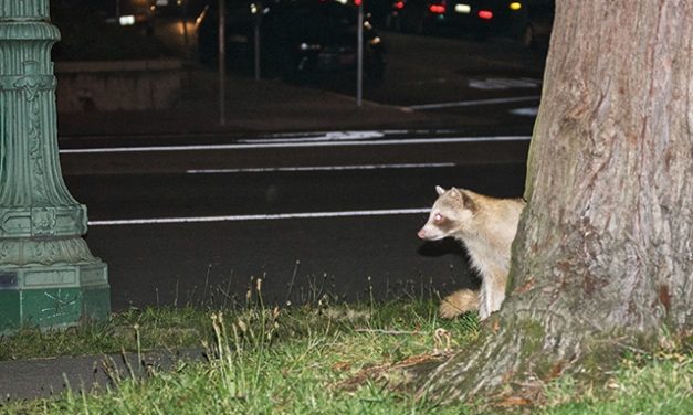 Unmasking the Legend of Lake Merritt’s Extinct Albino Raccoons