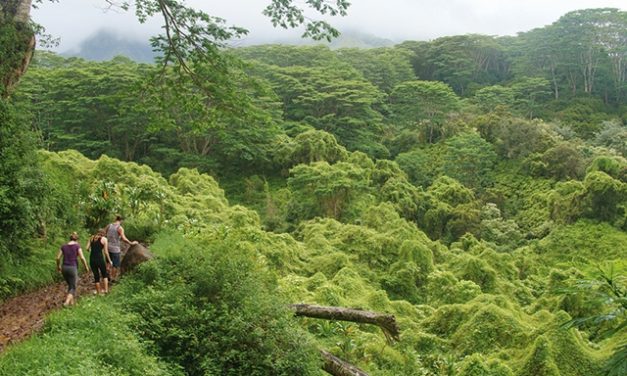 Adventure and Relaxation Call in Kauai