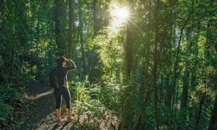 Bathing in the Forest