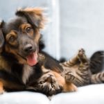 Top Animal Services in Oakland and the East Bay