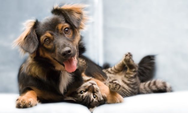 2023 Top Animal Services in Oakland and the East Bay