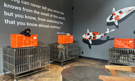The Pack Fruitvale: Voted One of the 2023 Top 5 Pet Boarding Facilities in Oakland and the East Bay